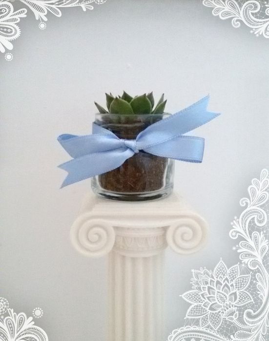 Marturii cu plante suculente