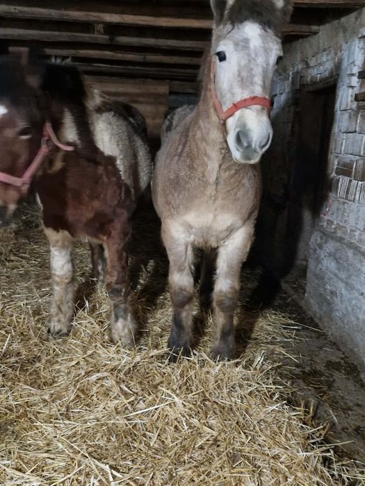 Da vanzare manzul sur