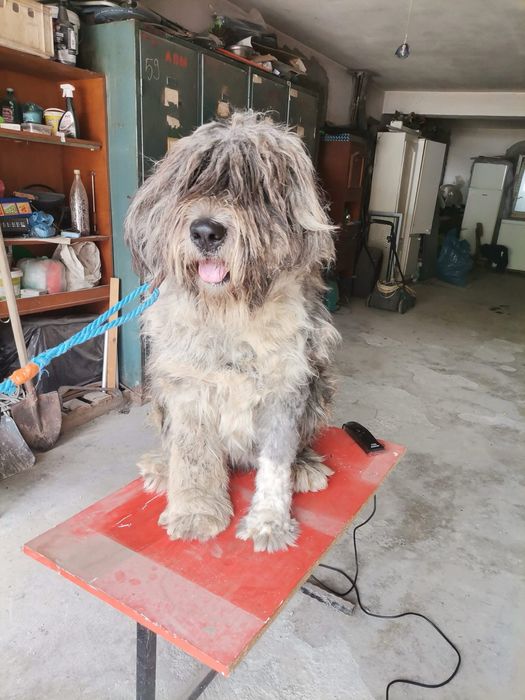 Servicii tuns caini / pisici