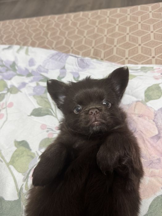 Chihuahua cu par lung