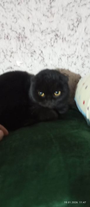 Bu mushukn zoti (Scottish Fold) bolip shatlan zotiga tegshli