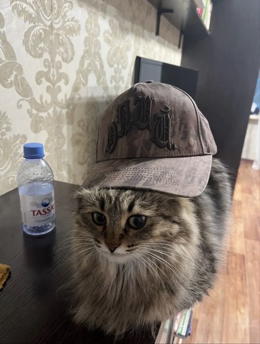 Продам кепку gutta