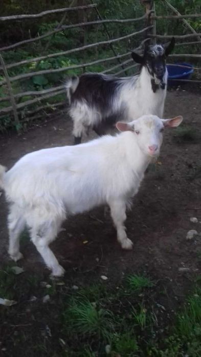 Țapi de vânzare - 8 luni - 38 kg - 380 lei bucata - Detalii la telefon