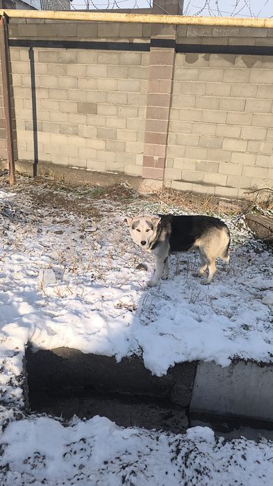 Продам щенков охотничьих