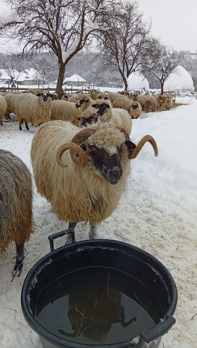 Berbec disponibil , de 4 miei ,