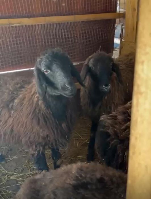 Бараны Қойлар Жирные