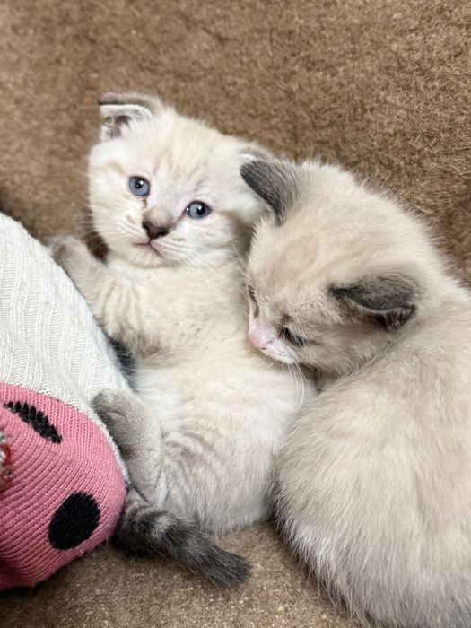 Продам котят в хорошие руки