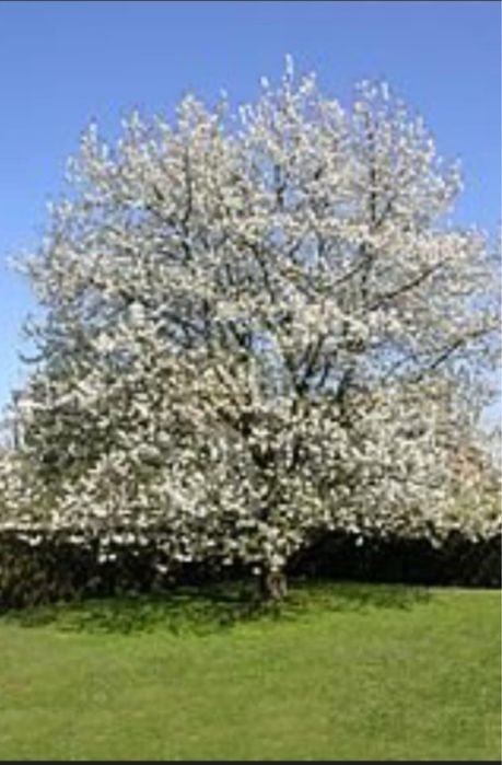 Дала агаштары сатылады. Шарбакка отырғызатын кушеттер сатылады