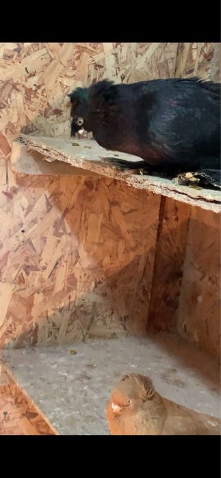 Голуби вольерные