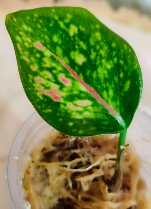 Тайские Аглаонемы