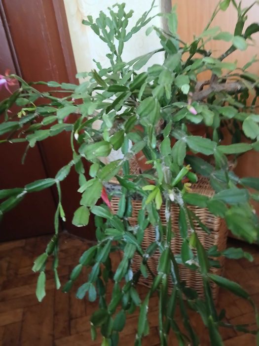 Продавам коледниче
