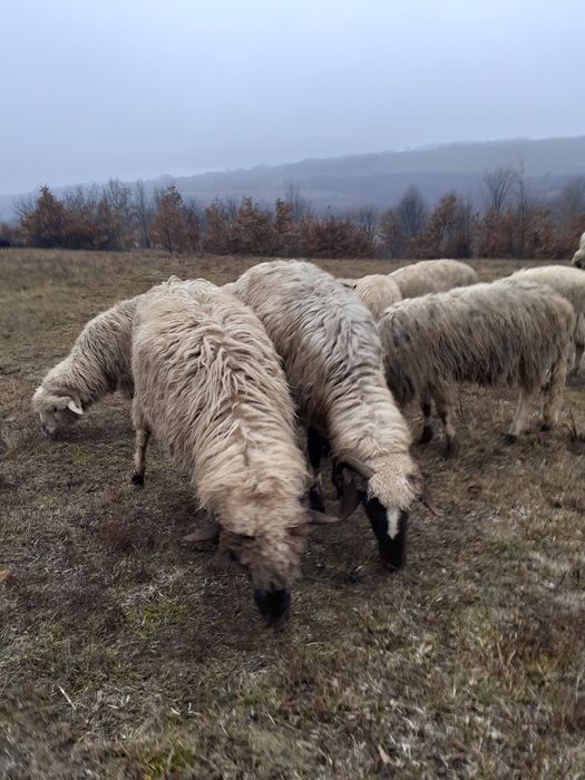 De vânzare 2 oi tinere și un berbec tânăr