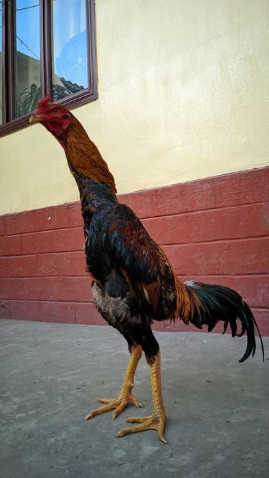 Майский дакан шоже