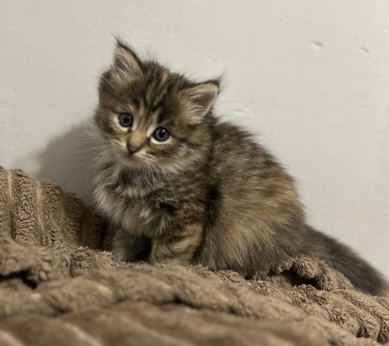 Мейн Кун девочка котёнок