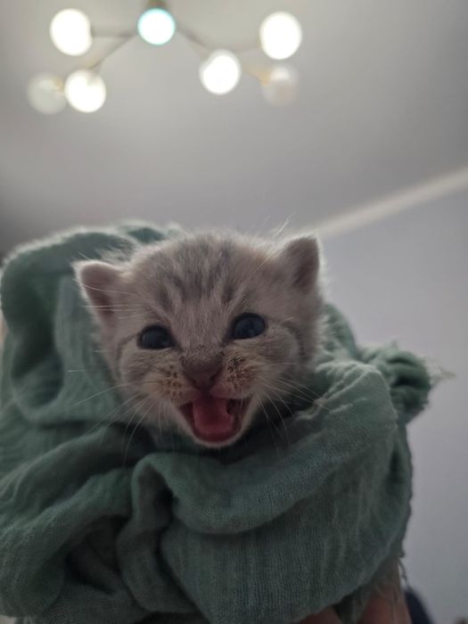 шотландские котята