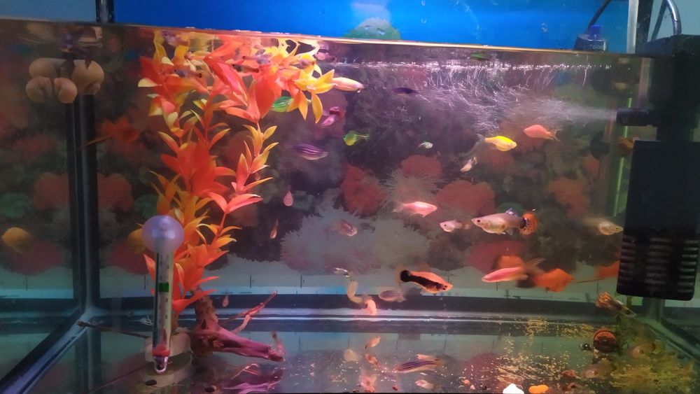 Продам нагреватель Sobo 50 аквариум 40 л  и рыбки