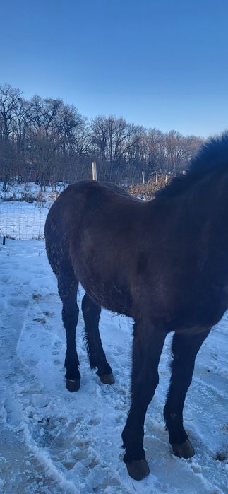 Vând mânză de 8 luni