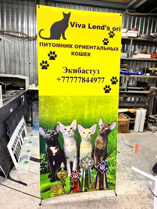 стенды. паучки. х стенды. ролл апы быстро. печать на оракале