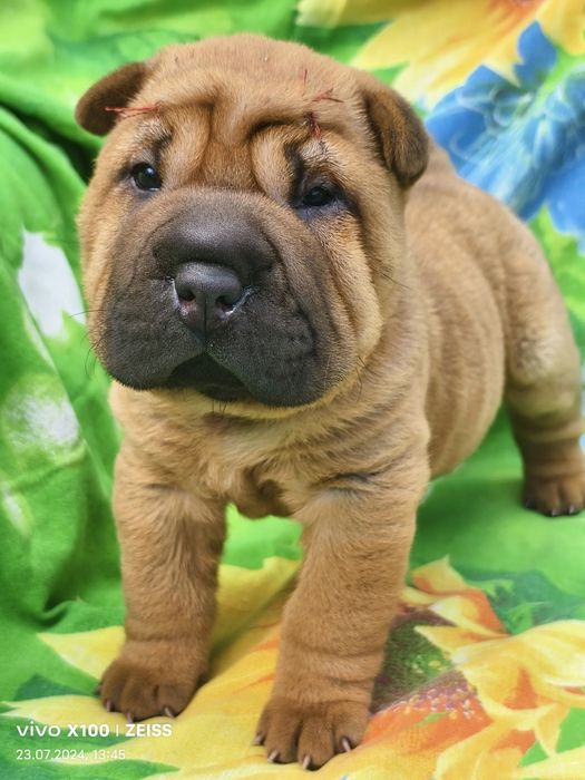 Продам щенка шарпея.