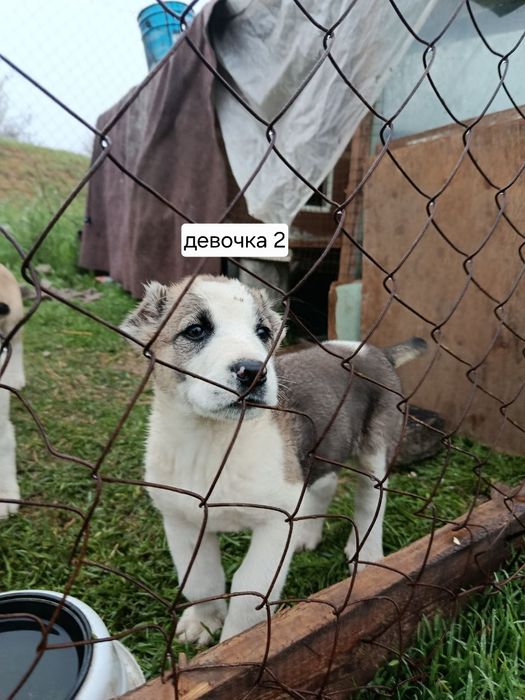 Продаются щенки среднеазиатской овчарки (алабая)