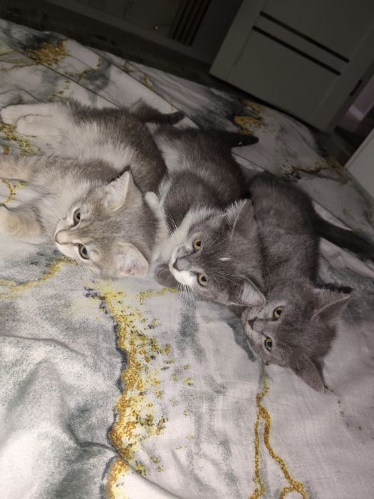 Отдам котят в добрые руки