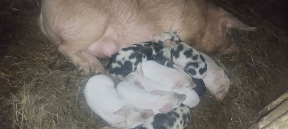 Продам скоро поросят