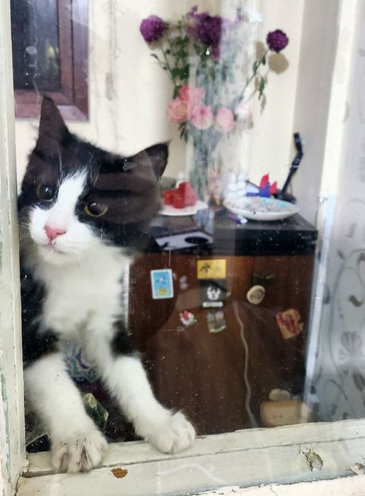 котик ищет дом, бесплатно