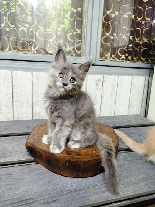 Котята породы Мейн-кун