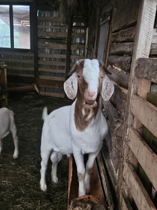 De vanzare Țap,  Rasă Boer