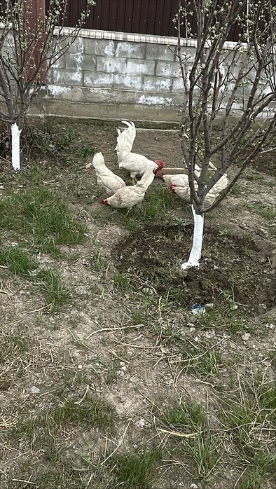 Продам куры леггорн