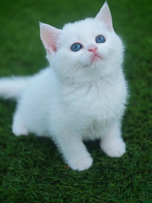British shorthair white