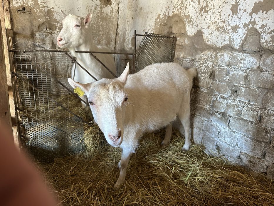 Продаются козы зааненские