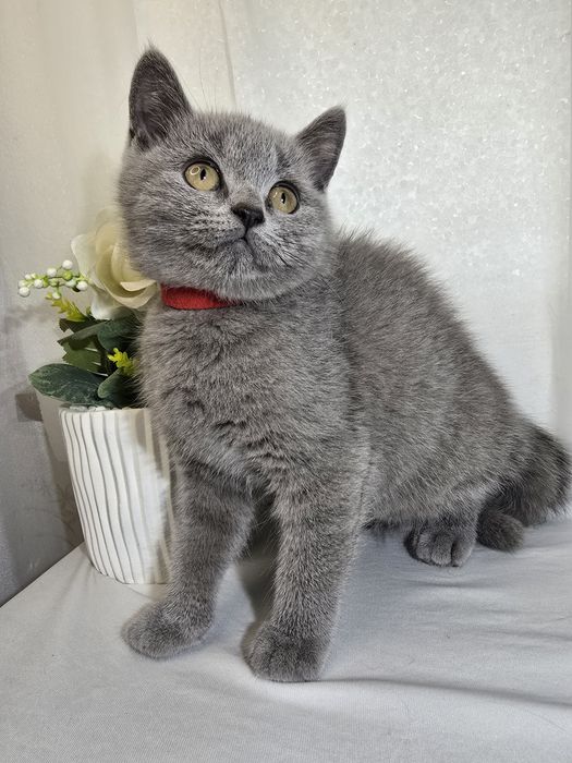 Шотландски Британски котенца
