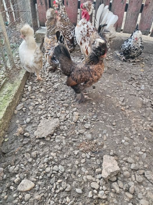 Ouă pentru incubat - Găini pitici motate și încaltate