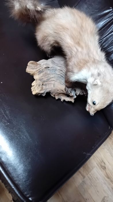 .Препарирана    бялка на дърво