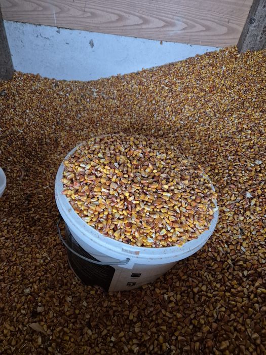 Vând porumb, (porumb, grau, orz)