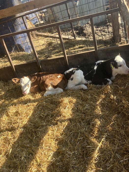 10 vitei disponibili