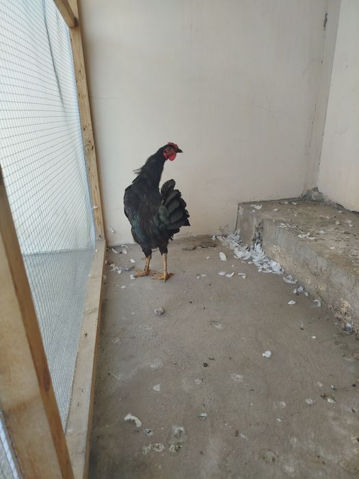 Keksa ayol porno sikish