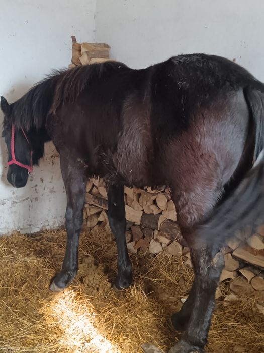 Mânz 8 luni metis din semigreu cu Huțul preț negociabil