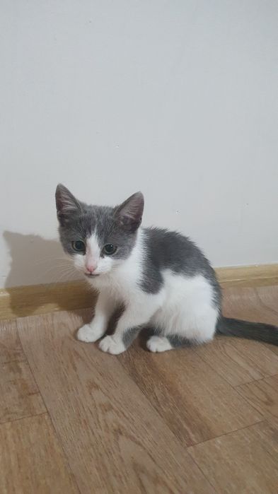 Котенок мальчик 2-3месяца