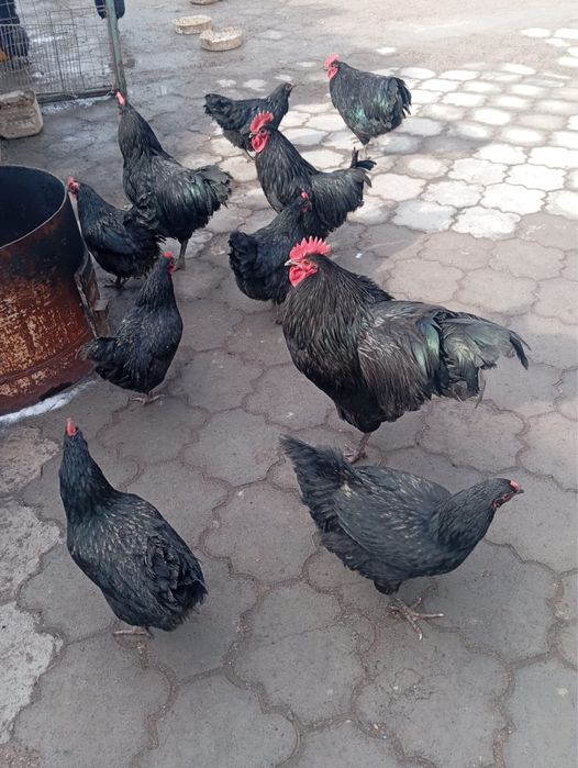 продам кур, уток