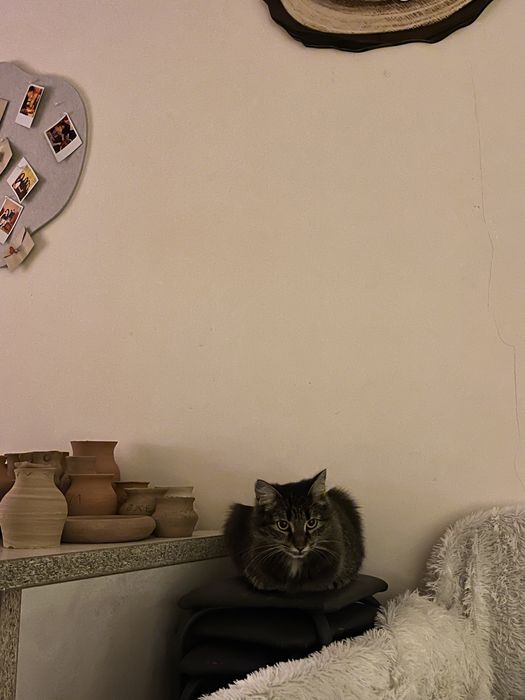 Отдам в добрые руки кошку