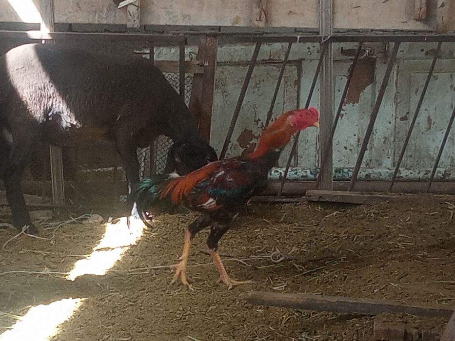 Дакан хоруз ва товуклар сотилади