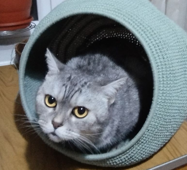 Отдам в добрые ручки