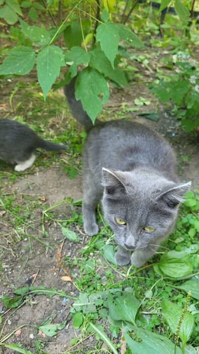 Дарю серых котят.