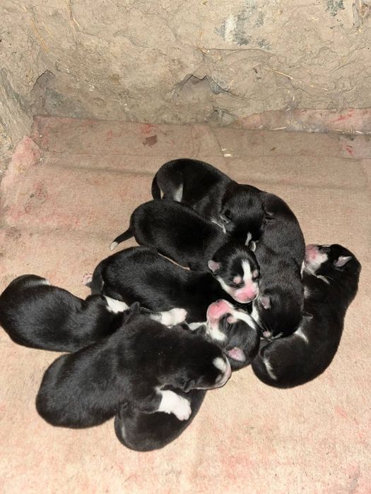 Sibirski haski ili xaski