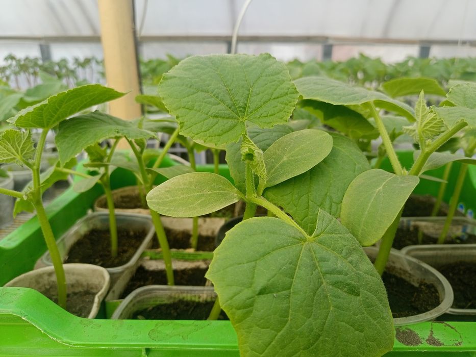 Рассада в стаканах: баклажаны,перец горький и сладкий,томаты, огурцы.