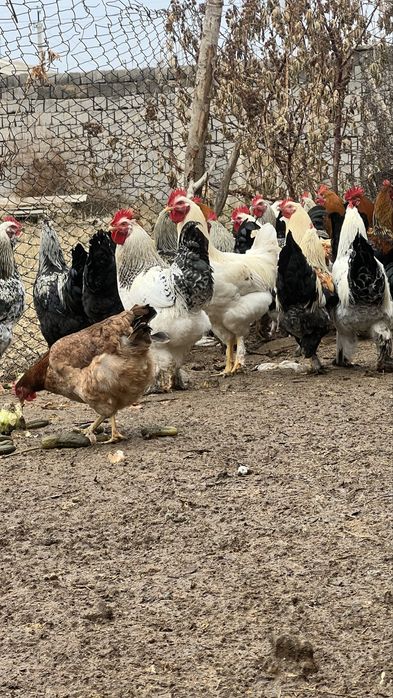 Хуроз хўроз xoroz бор қон чиқариш ва истемолга еш ва бақуват хўрозлар