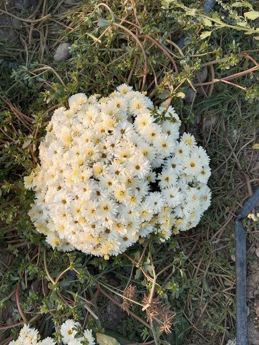 Xrizantema globus