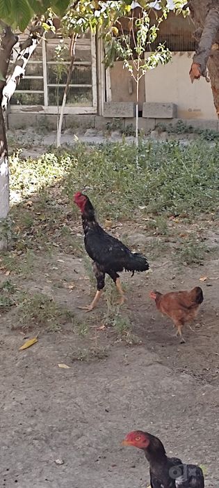 Хороз сотилади зоти карес